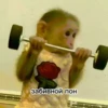 MonkeyPon 28