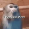 MonkeyPon 30