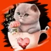 Gatitos tiernos💞3🇵🇪Movi 6