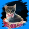 Gatitos tiernos💞3🇵🇪Movi 8
