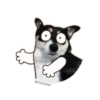 Funny Husky 5