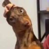 🎵 TIKTOKeando 35🎵 6
