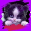 Gatitos tiernos💞3🇵🇪Movi 15