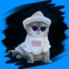 Gatitos tiernos💞3🇵🇪Movi 16