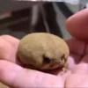basicss but video 10