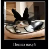 basicss but video 14