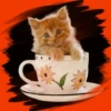 Gatitos tiernos💞3🇵🇪Movi 24