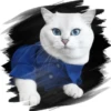 Gatitos tiernos💞3🇵🇪Movi 28