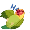 Lovebirds 17