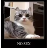 basicss but video 24