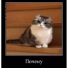 basicss but video 27