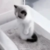 Gatos😺💞8🇵🇪Movi 5