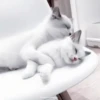 Gatos😺💞8🇵🇪Movi 6