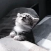 Gatos😺💞8🇵🇪Movi 7