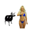 vaca bailando 👑 6