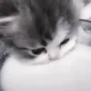 Gatos😺💞8🇵🇪Movi 8