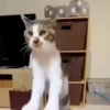 Gatos😺💞6🇵🇪Movi 5