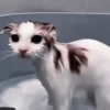 Gatos😺💞8🇵🇪Movi 10
