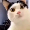Gatos😺💞6🇵🇪Movi 6
