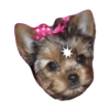 Cute 💓 🐶Dogs .mov 9