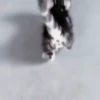 Gatos😺💞8🇵🇪Movi 13