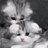 Gatos😺💞8🇵🇪Movi 14