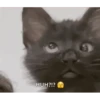 Meow Meow Meow 5