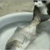 GATOS animados 🐈🐈‍⬛🐾 7