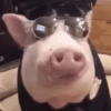 🔥 Memes Random Clásicos 🔥 5