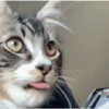GATOS animados 🐈🐈‍⬛🐾 10