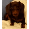 Cute 💓 🐶Dogs .mov 13