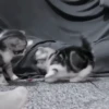 Gatos😺💞8🇵🇪Movi 17
