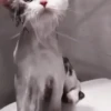 Gatos😺💞8🇵🇪Movi 18