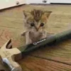 Gatos😺💞6🇵🇪Movi 11