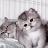 Gatos😺💞8🇵🇪Movi 19