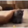 🔥 Memes Random Clásicos 🔥 8