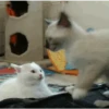GATOS animados 🐈🐈‍⬛🐾 13