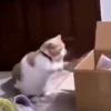 Gatos😺💞6🇵🇪Movi 12