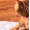 Gatos😺💞6🇵🇪Movi 14