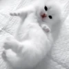 Gatos😺💞8🇵🇪Movi 20