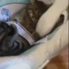 Gatos😺💞6🇵🇪Movi 16