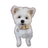 Cute 💓 🐶Dogs .mov 17