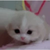 GATOS animados 🐈🐈‍⬛🐾 6