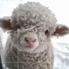 Virales de tiktok 📲 7