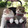 GATOS animados 🐈🐈‍⬛🐾 12