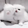 Gatos😺💞8🇵🇪Movi 23