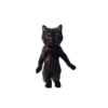 🐱🐈 DaNcInG CaT 🐈🐱 15