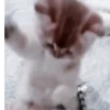 Gatos😺💞8🇵🇪Movi 24