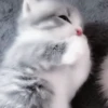 Gatos😺💞8🇵🇪Movi 26