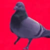 🎵 TIKTOKeando 36🎵 26